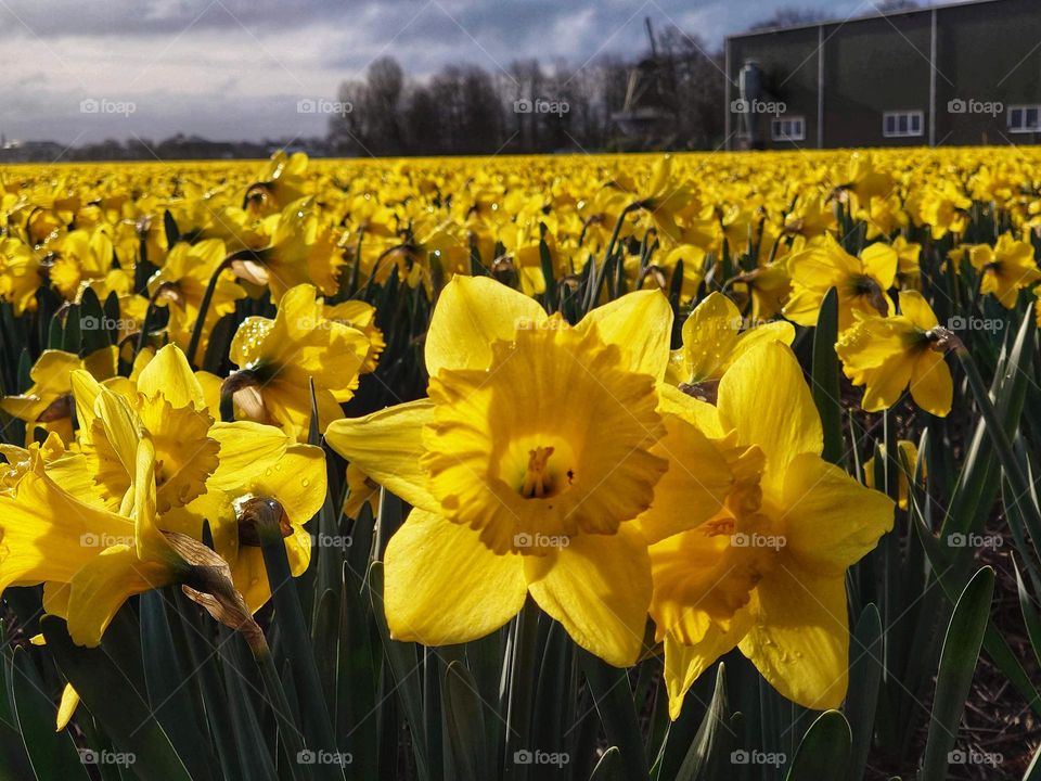 Daffodils field the Netherlands