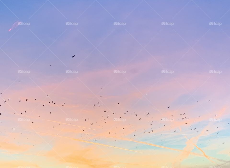 A beautiful sunset photo I took just as I arrived in Cleveland this past February, with all the colors of a clichéd sunset blended together and bird silhouettes