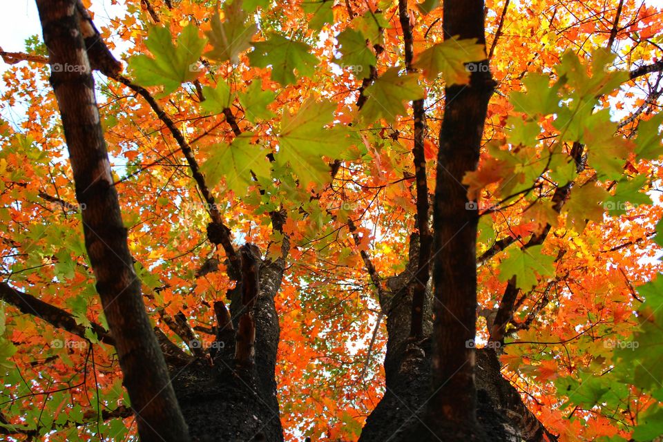 Almost Natural Symmetry