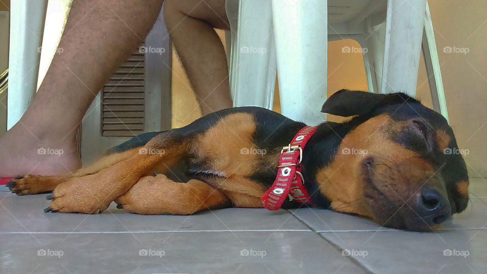 Dog sleeping while owner works