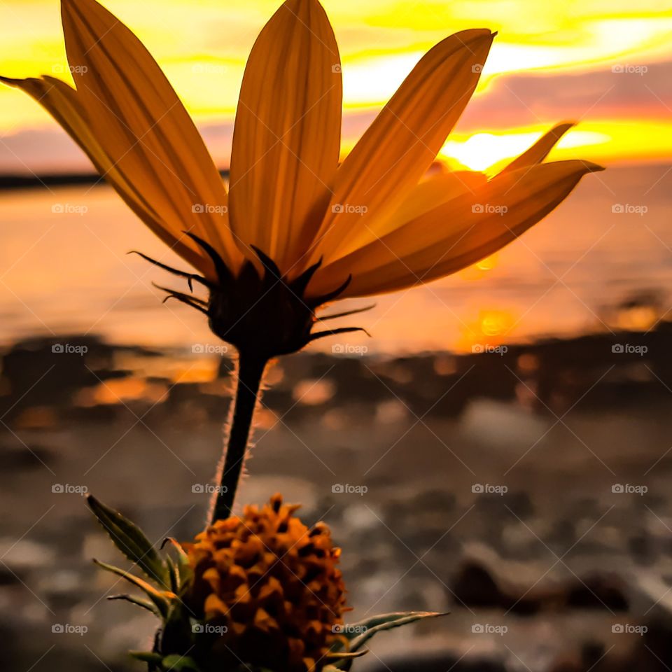 flower at sunset