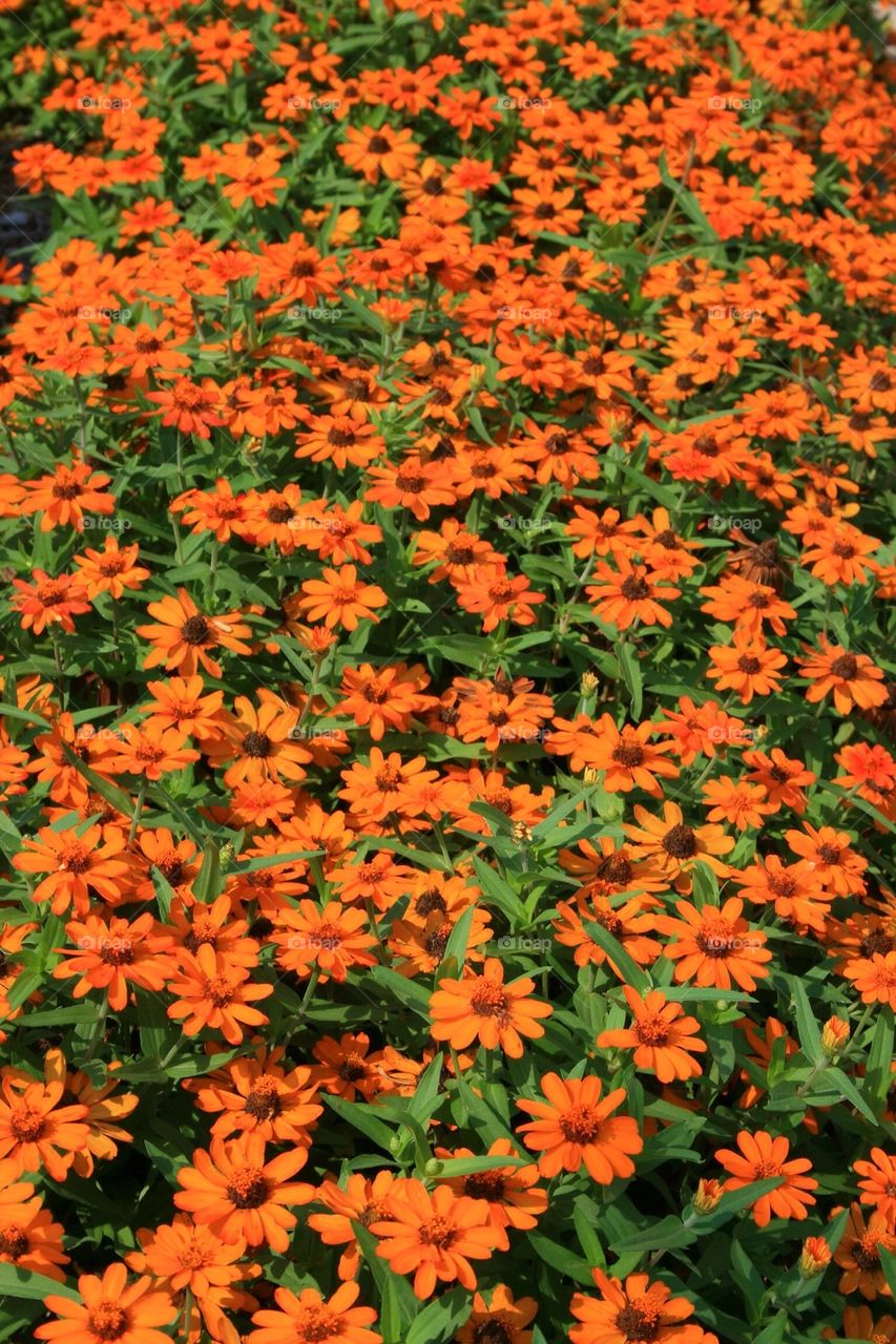 Field of Daisies