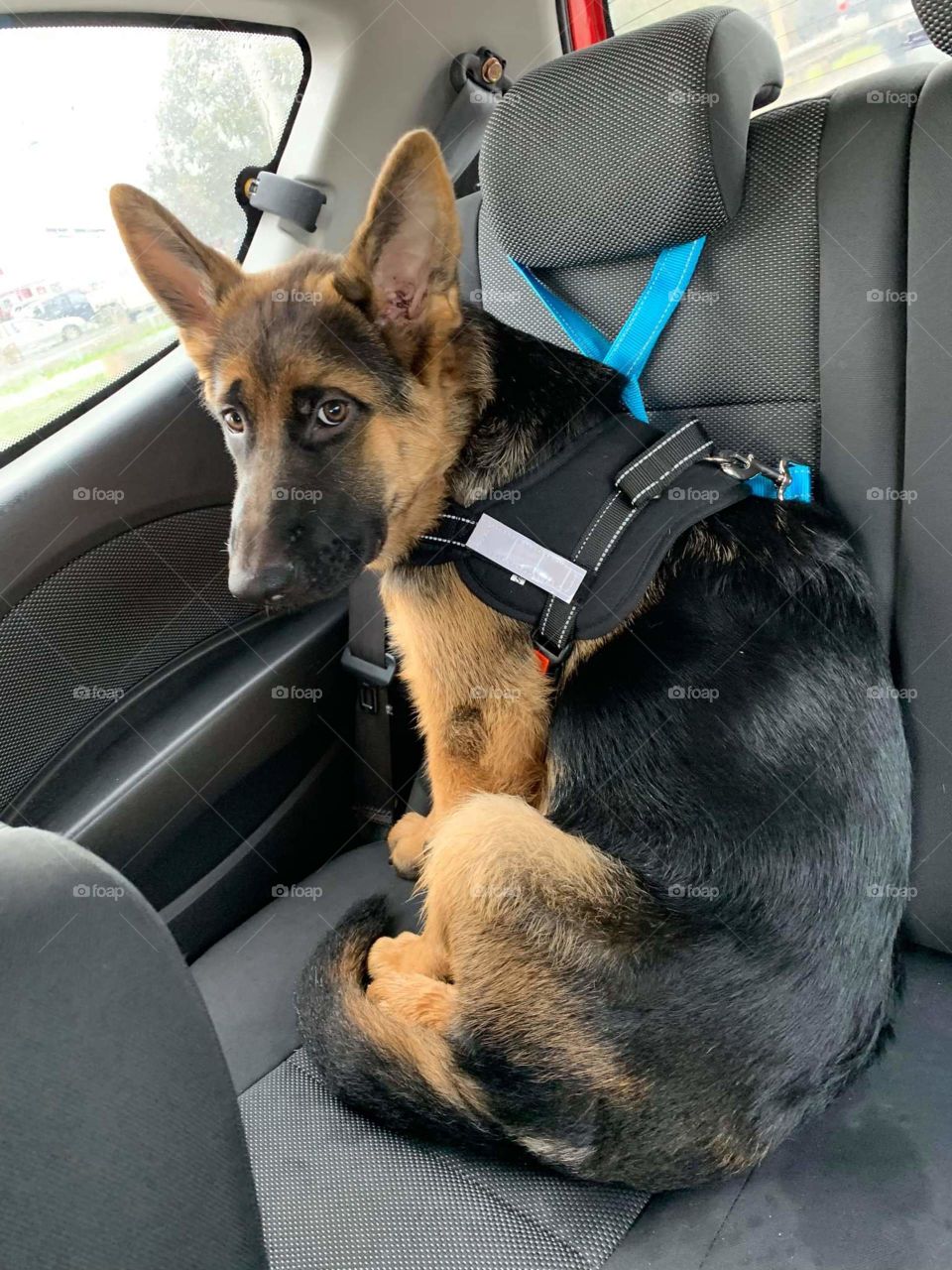 Puppies Not Impressed for his Harness in the car