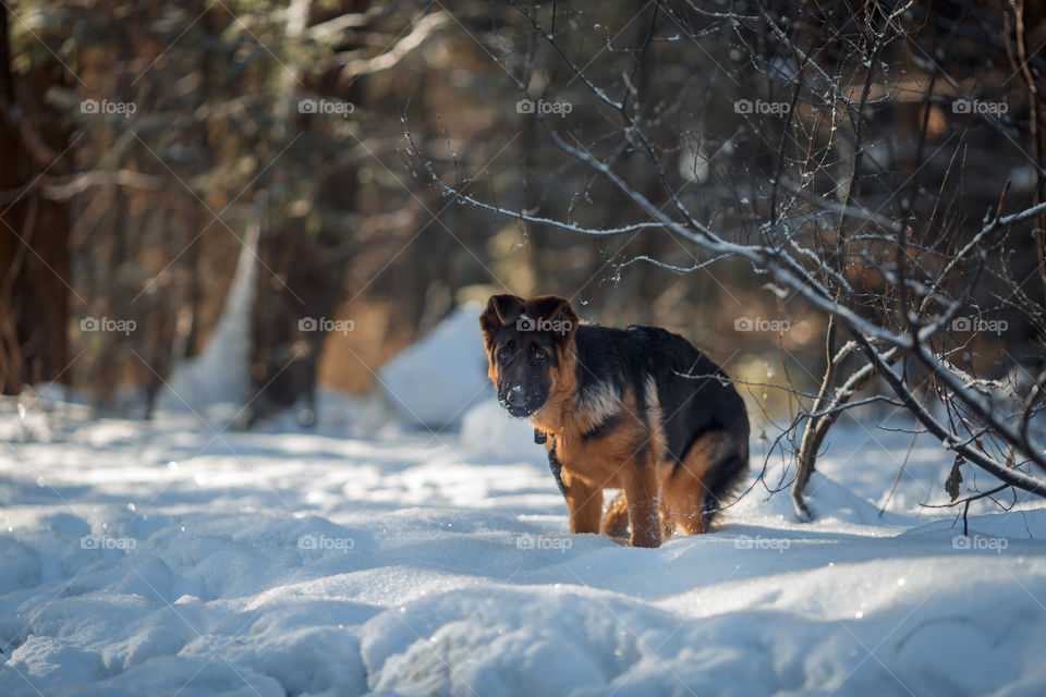 German shepherd dog walking in a winter park 