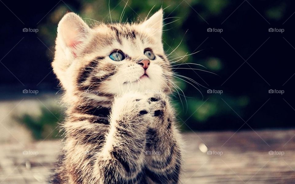 prayer by cat