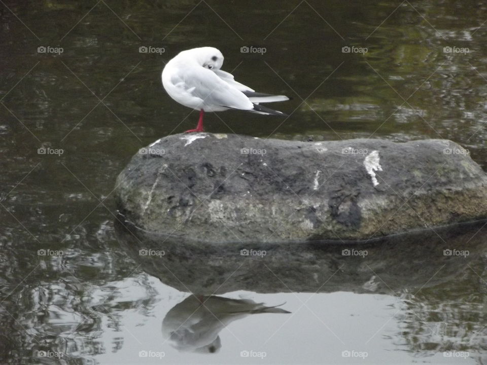 Gull On A Rock