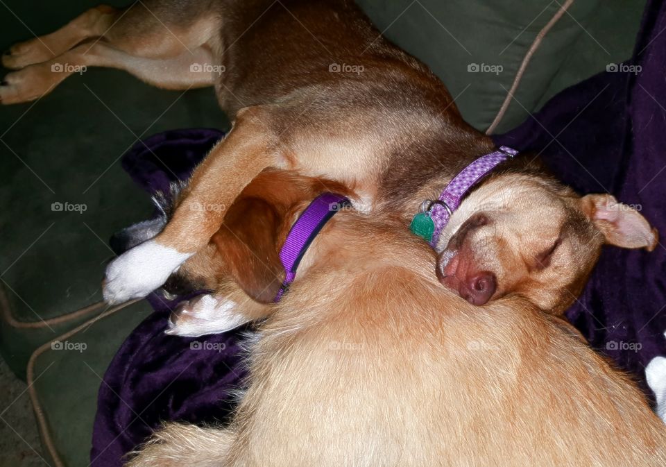 Sophie and Paris Snuggling