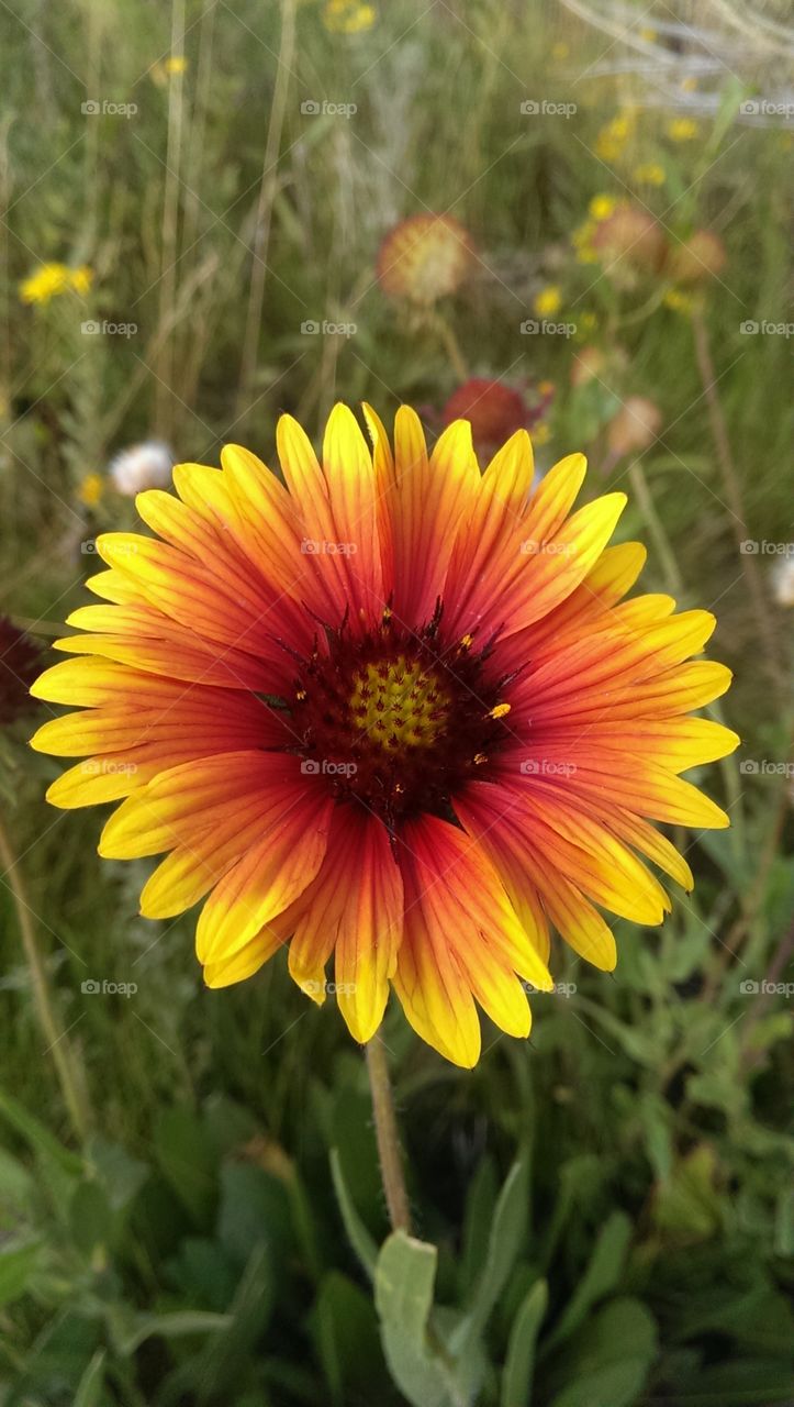 Wildflower In My Yard