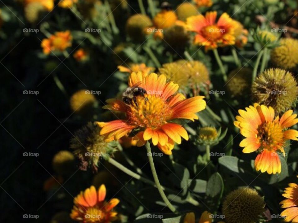 orange and yellow flowers with bees
