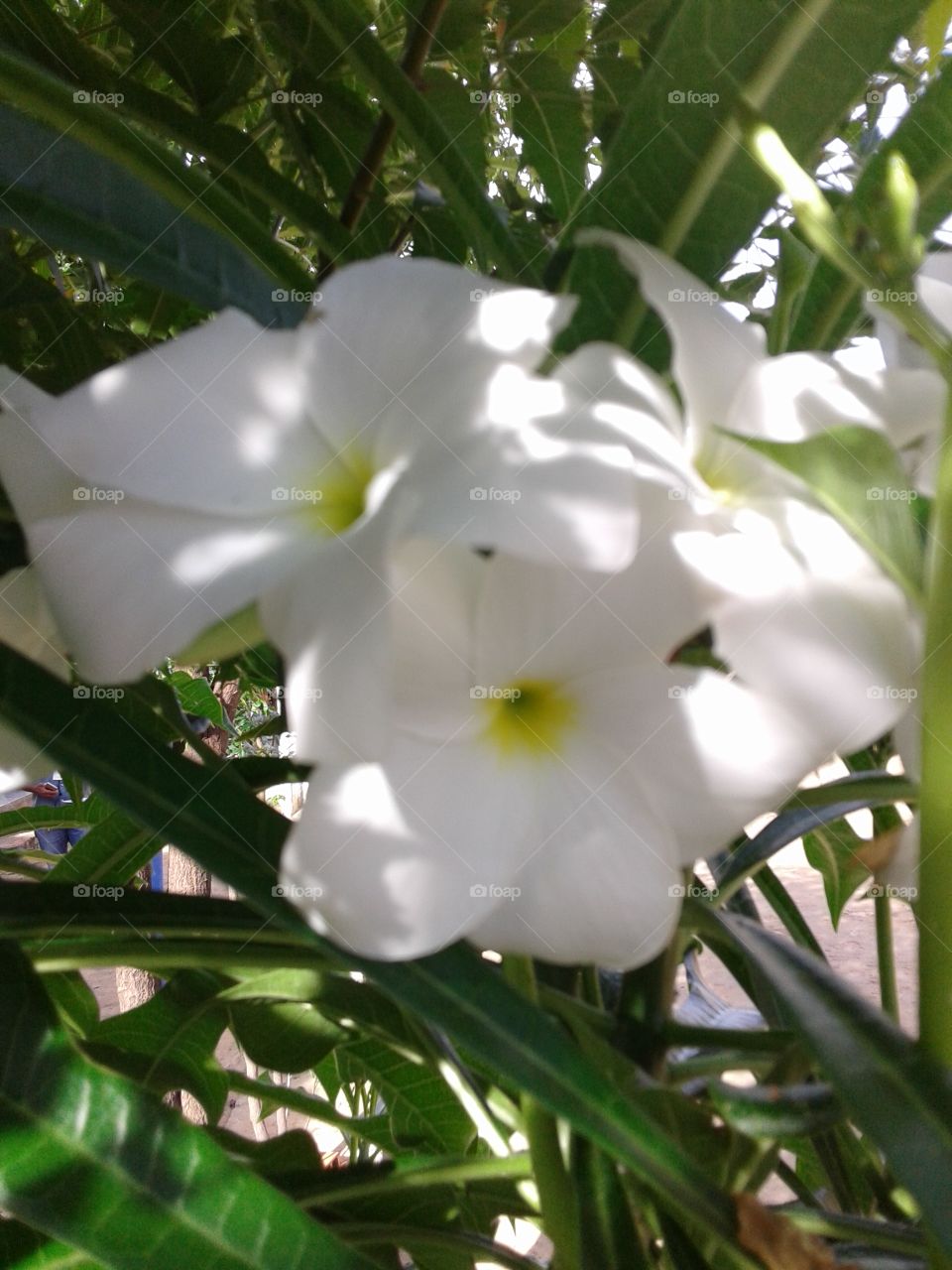 flores e pétalas brancas