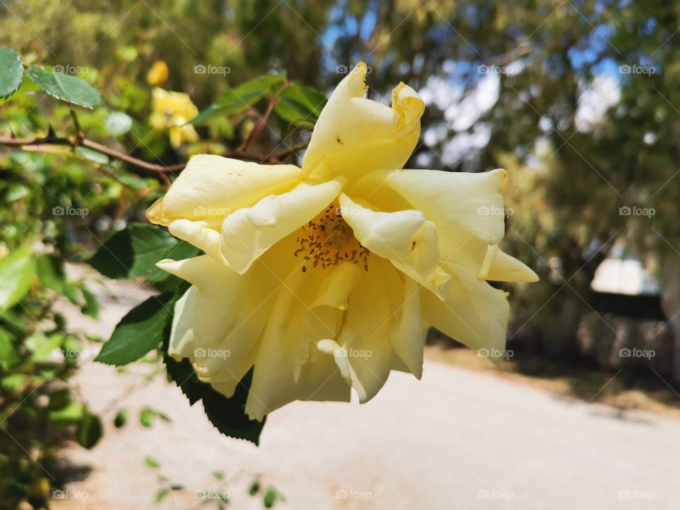 Yellow flower, Spartià, Kefalonia