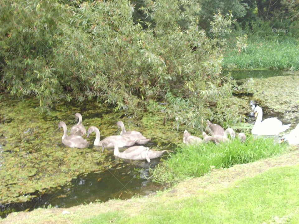 family of swans Newry river