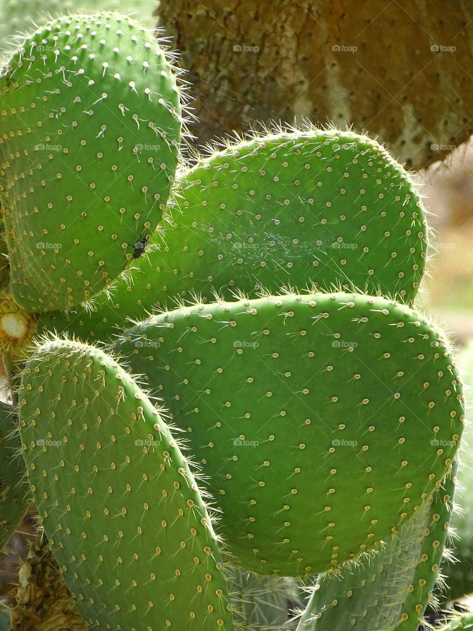 Cactus