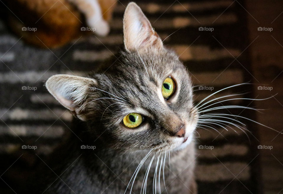 Portrait of a gray cat