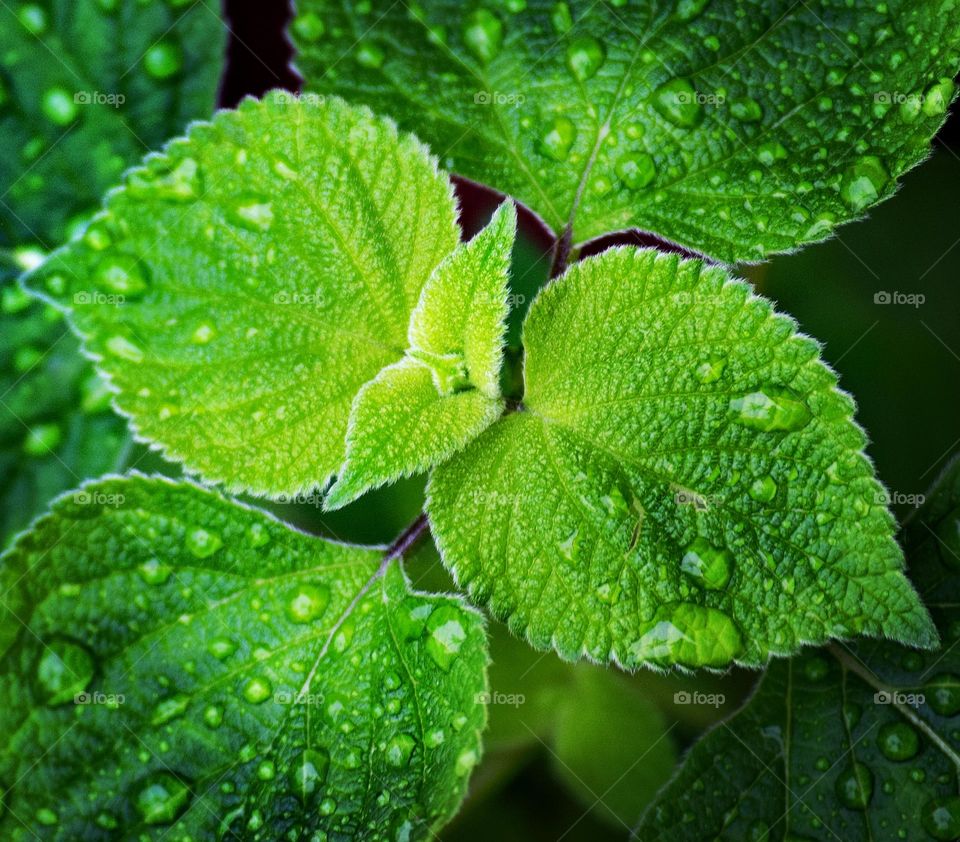 Raindrops on green leaves