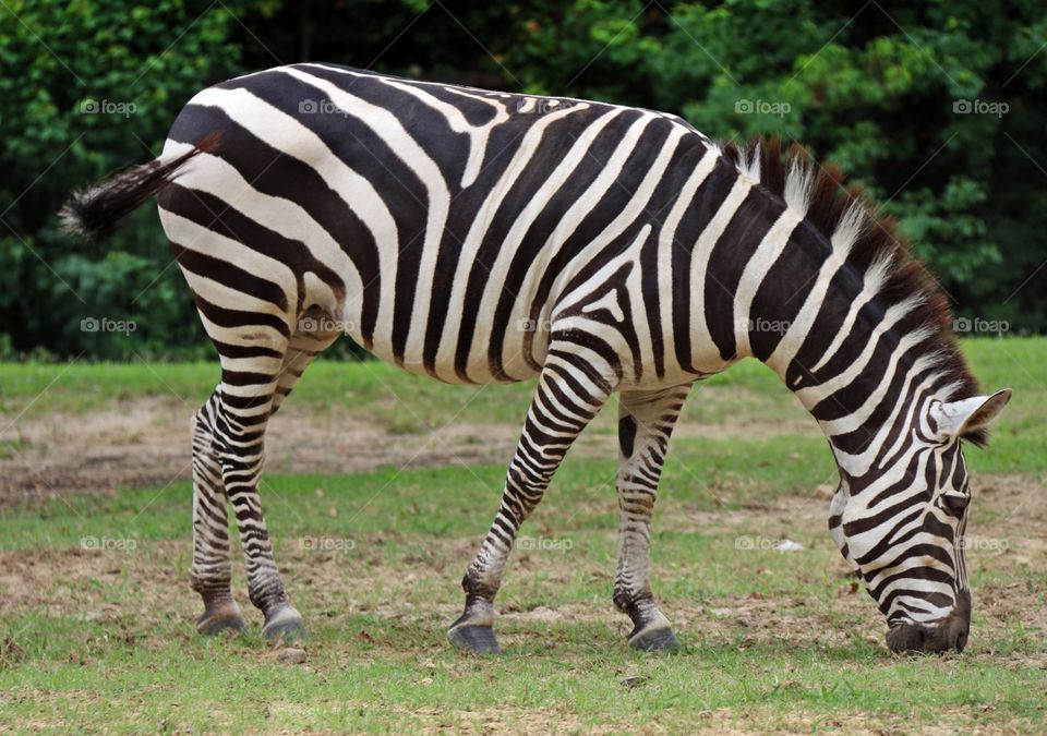 Zebra eating grass at park