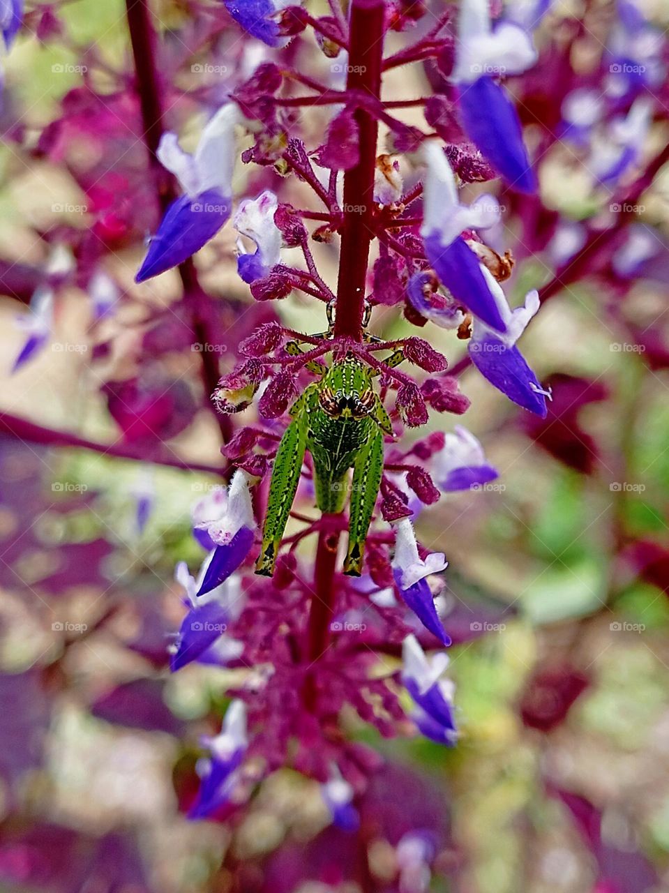grasshopper and the plant
