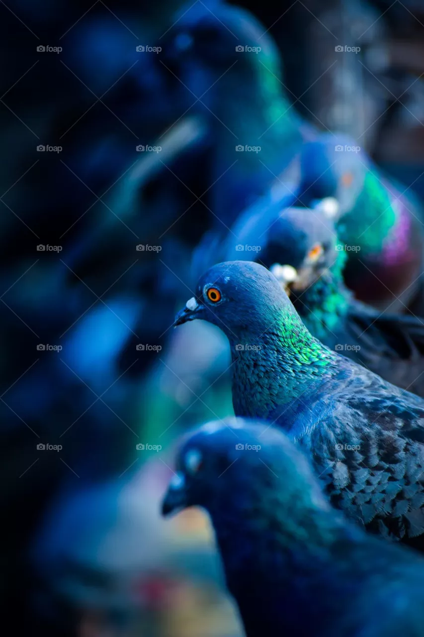 bird