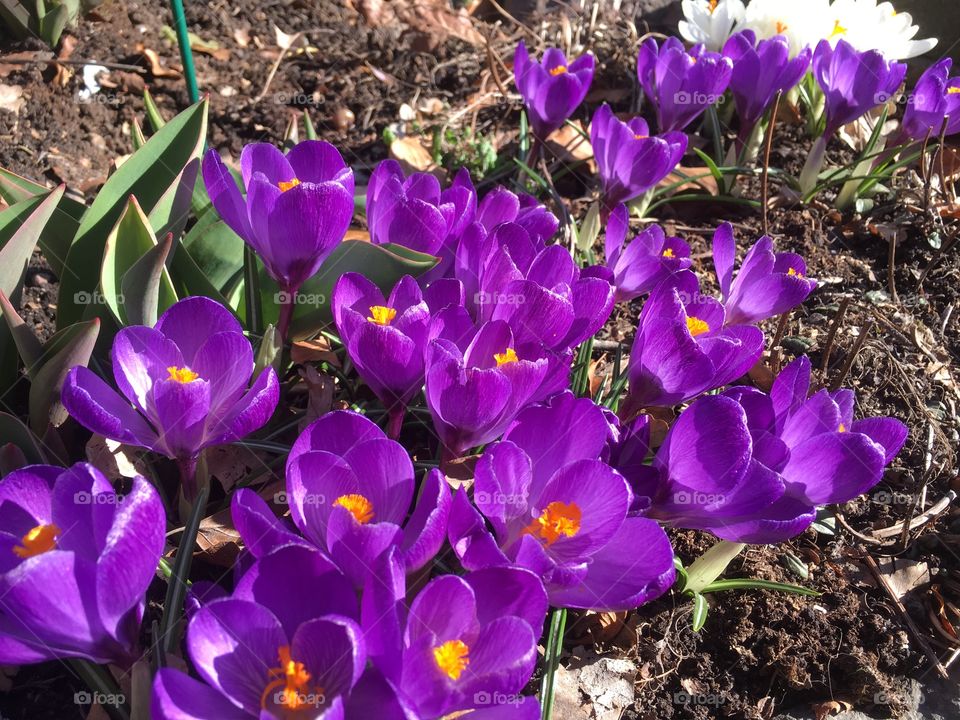 Lilac crocus