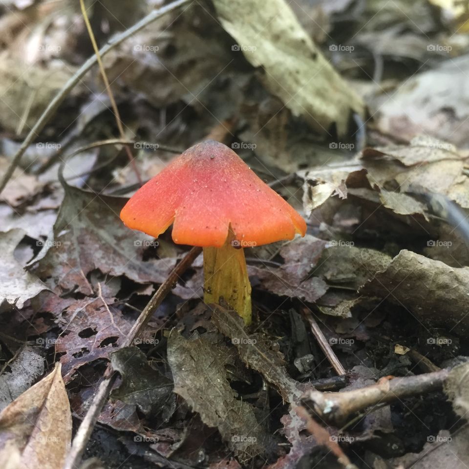 Orange mushroom fungi in the leaves