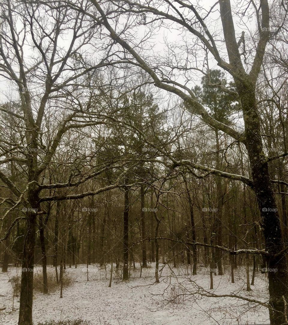 Stark view of bare branches in a light frosty snow. Looking out through the winter woods.