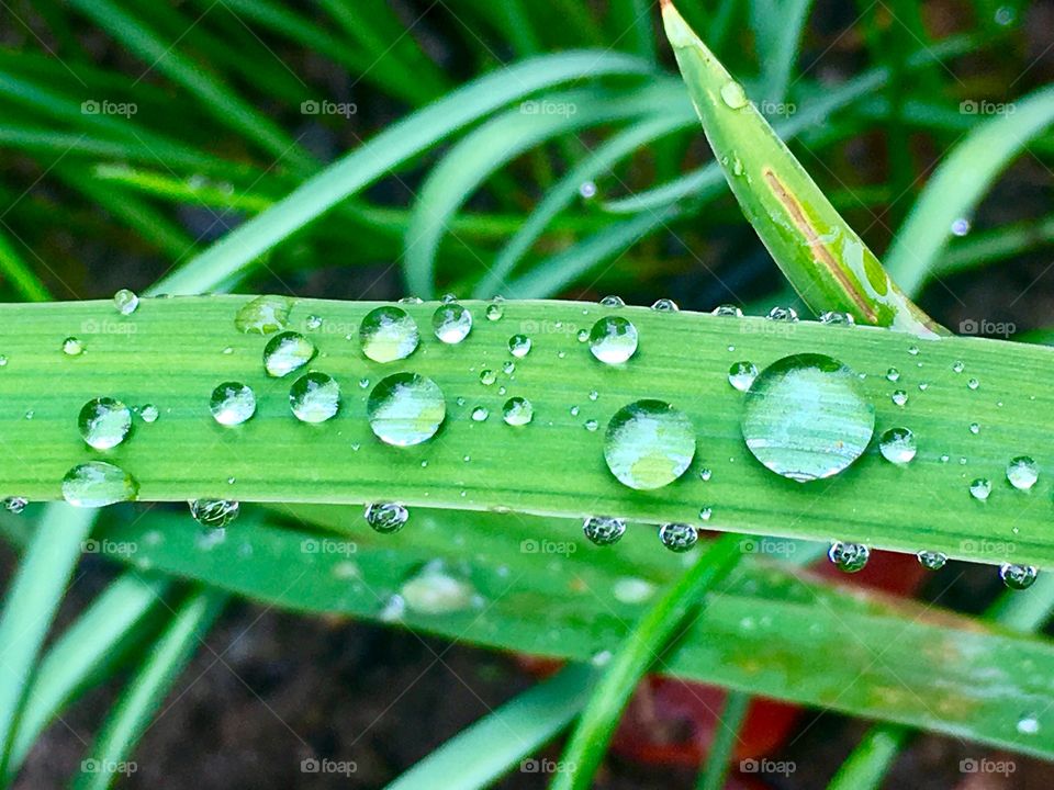 Water droplets like a pearls 