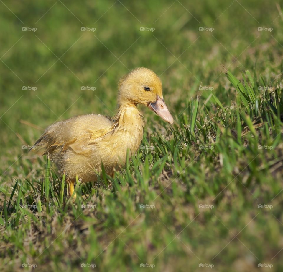 A small yellowy duckling making his way up a grassy bank