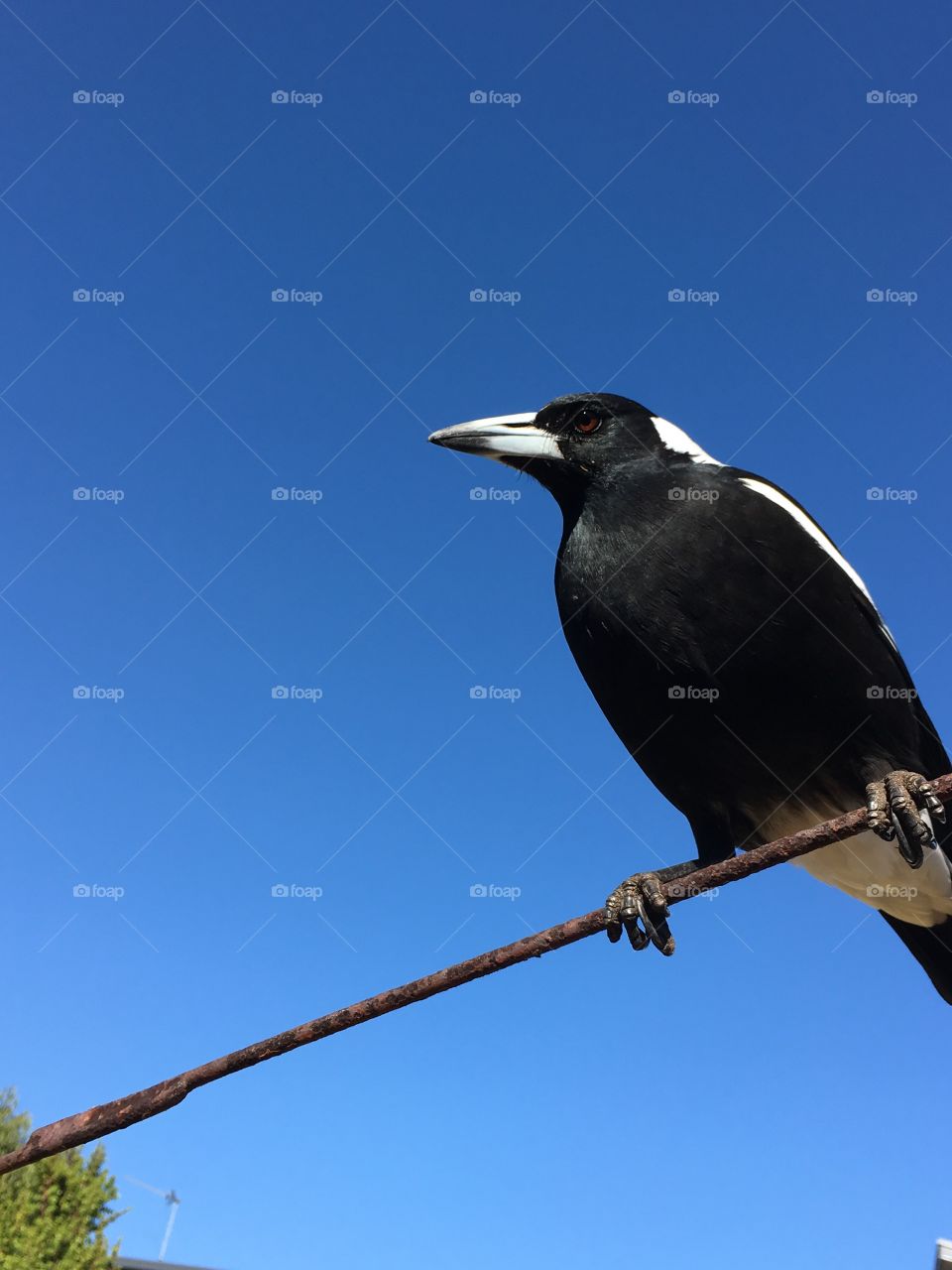 Magpie watching, large magpie perched on a wire high in a vivid bright clear blue sky