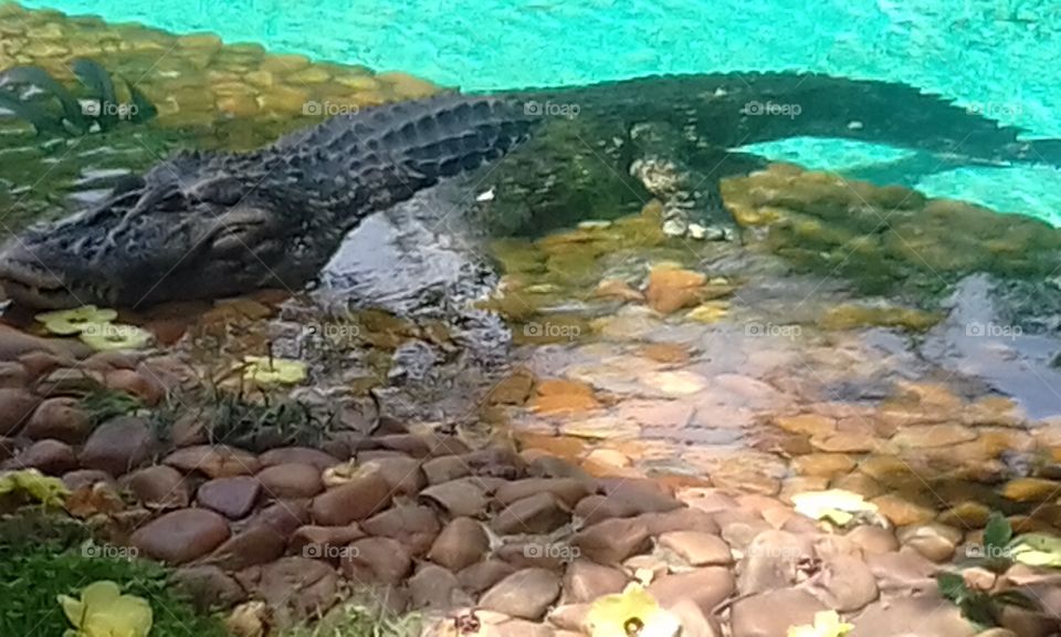 Alligator (jacaré-açu) named Carimbó at São Paulo Zoo, Brasil