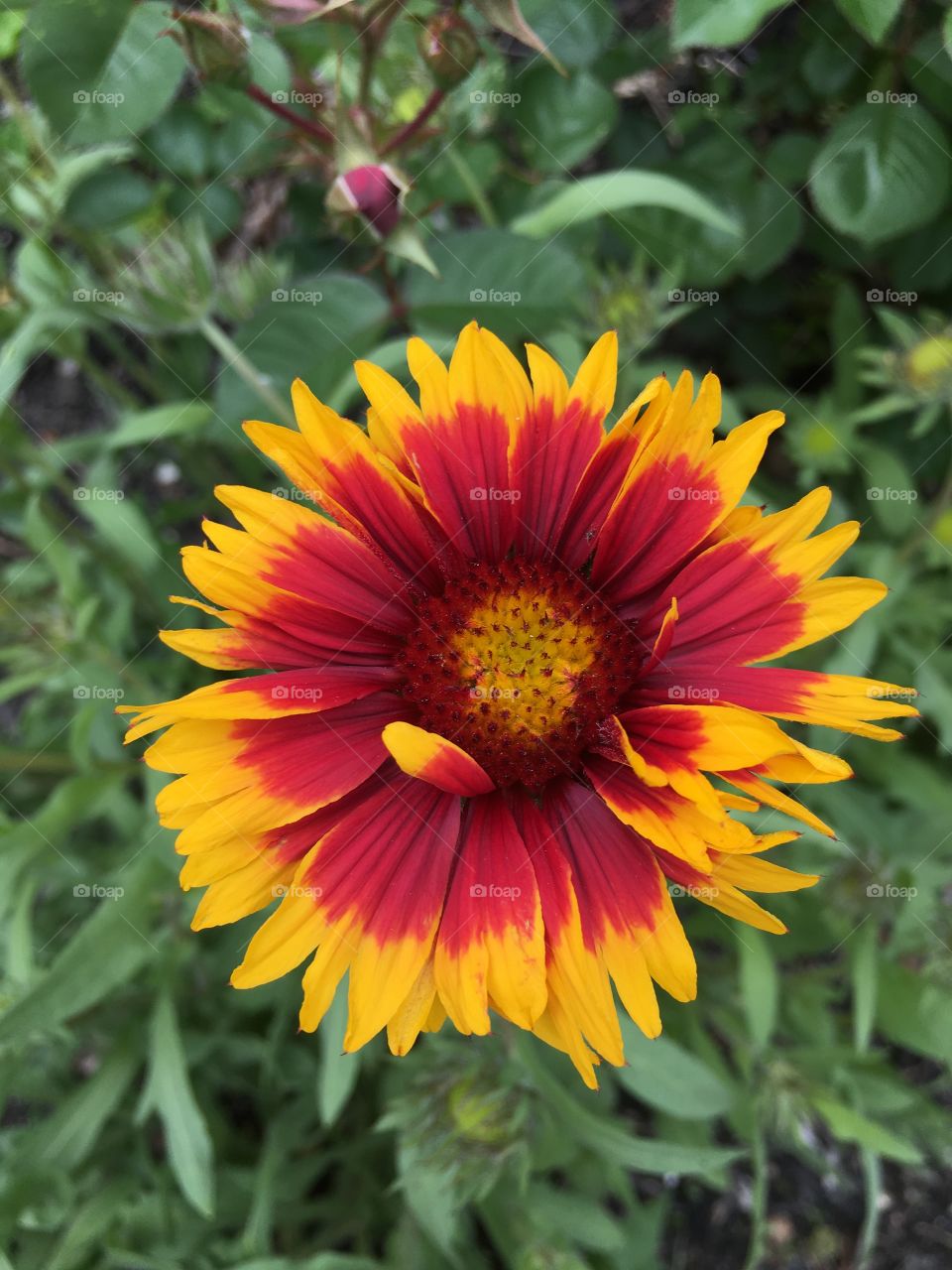 Red and orange flower