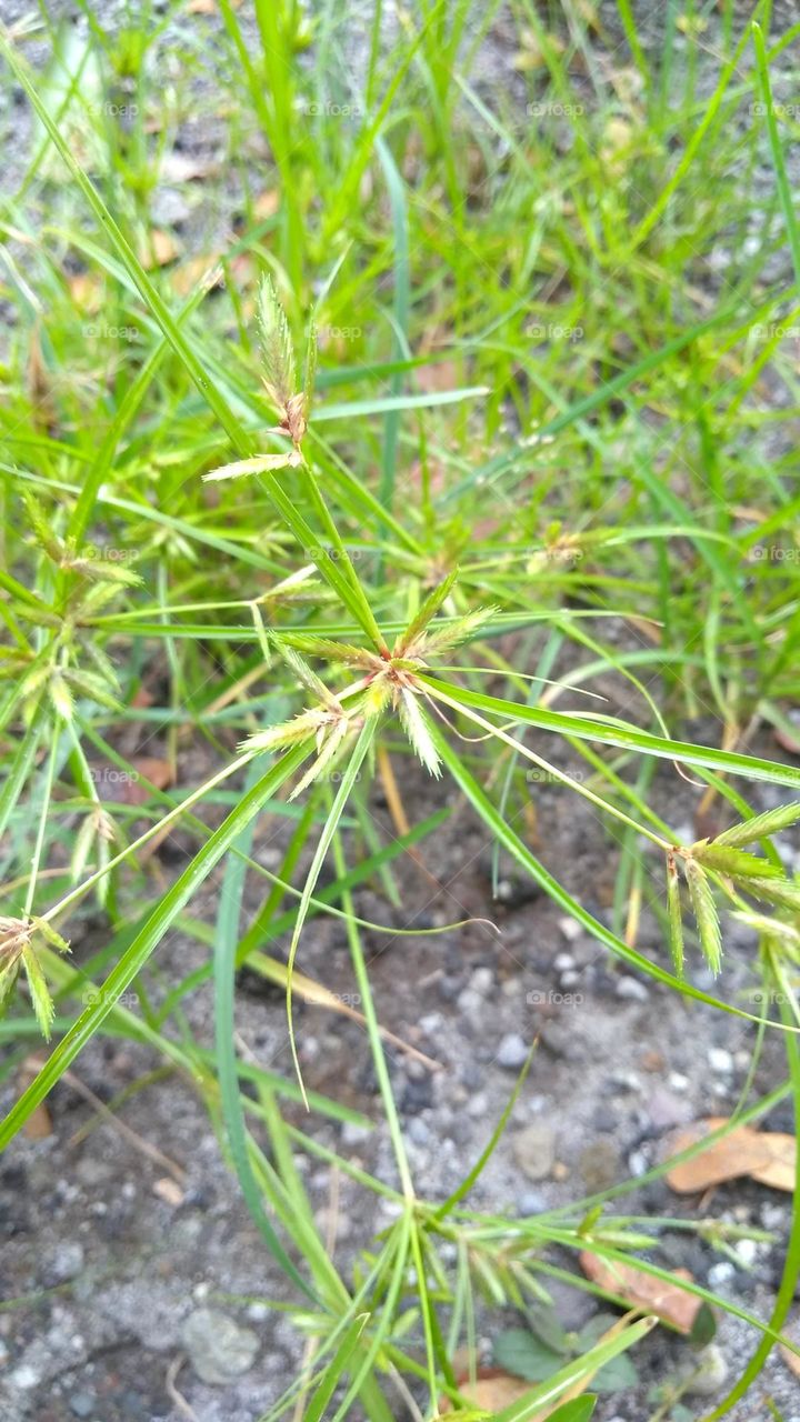 Green grass on the ground