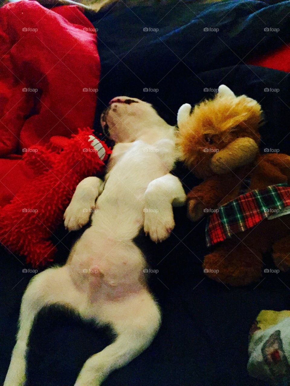 Youthful puppy napping