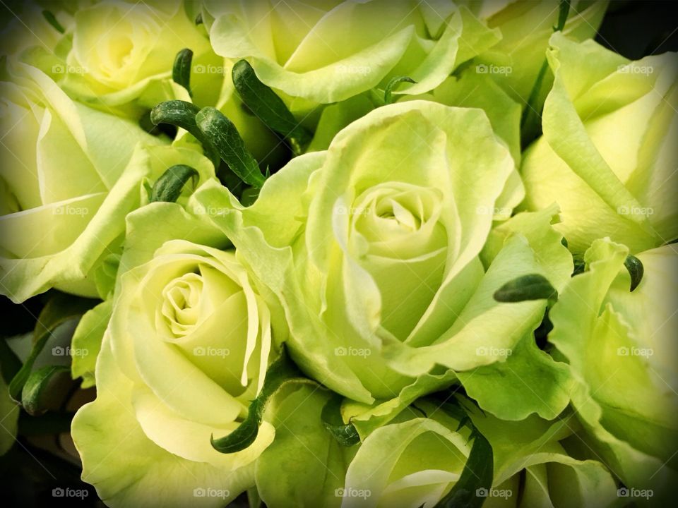 Green roses
