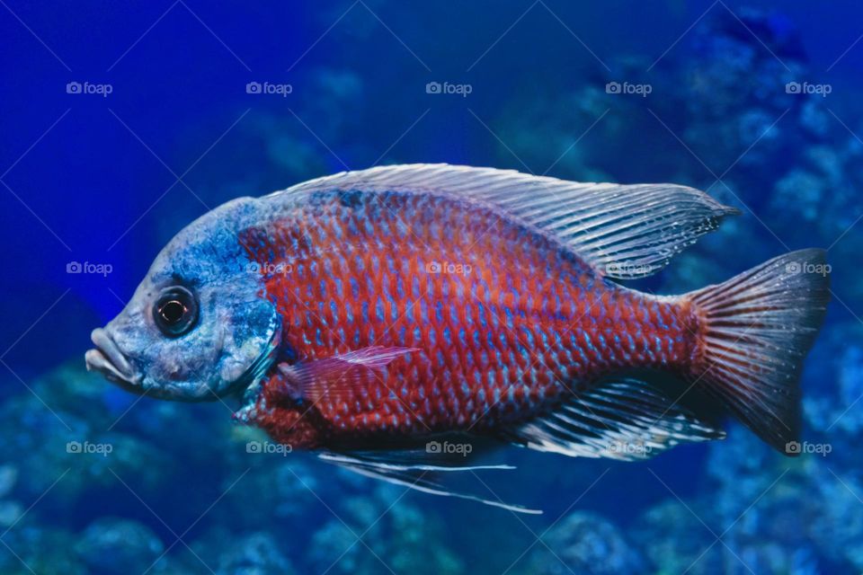 Beautiful and cute fish