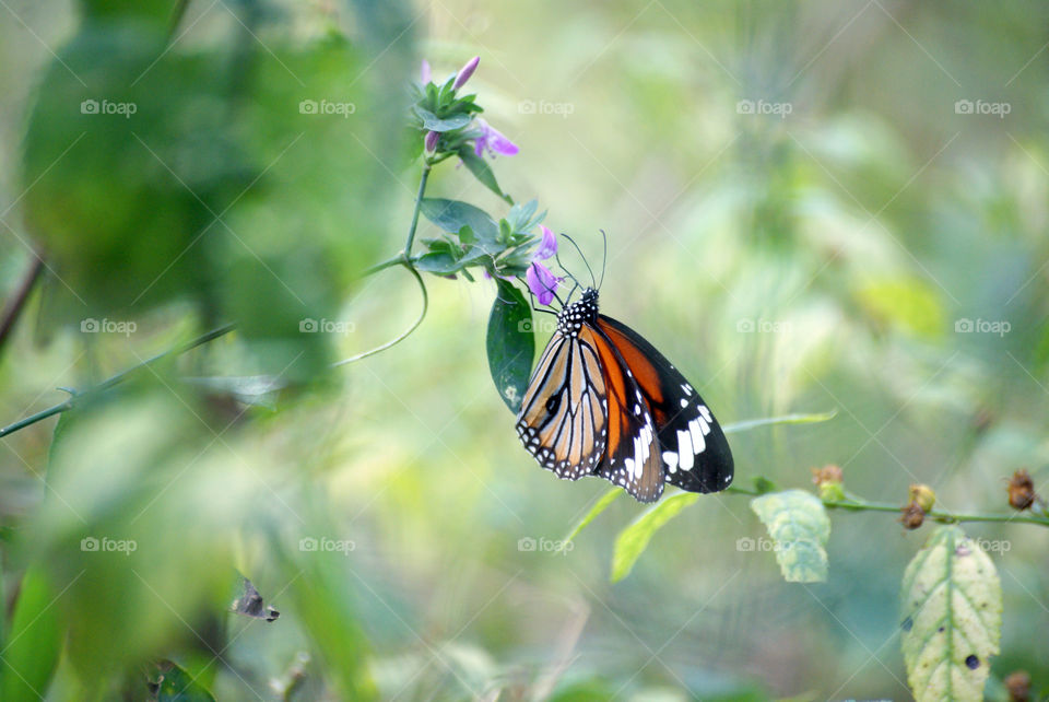 Monarch Butterfly enjoying the joys of nature.