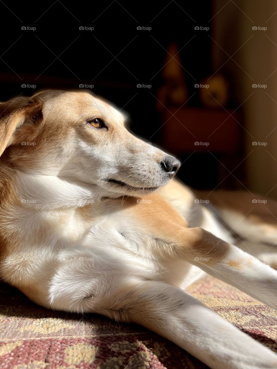 Closeup portrait of pet dog lying down on rug, with natural light from nearby window.