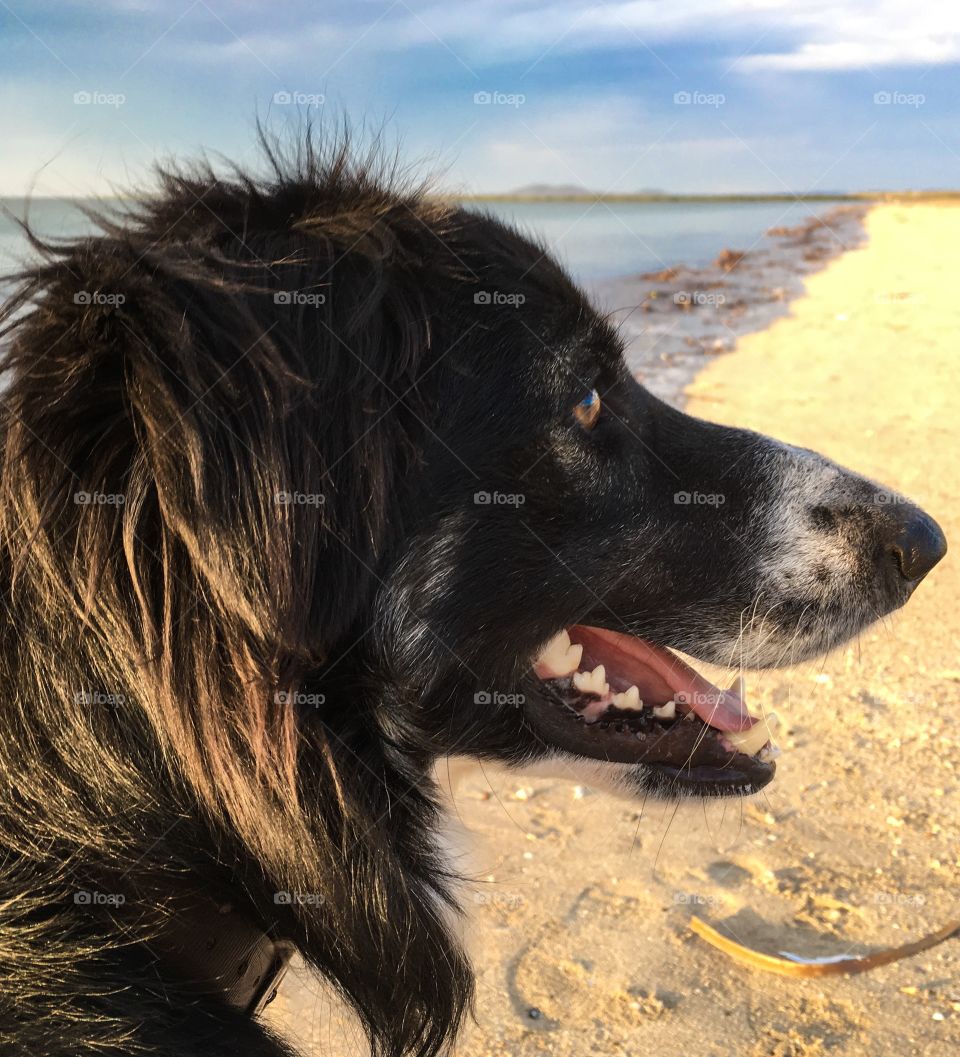 Border collie sheepdog headshot profile smiling on beach 