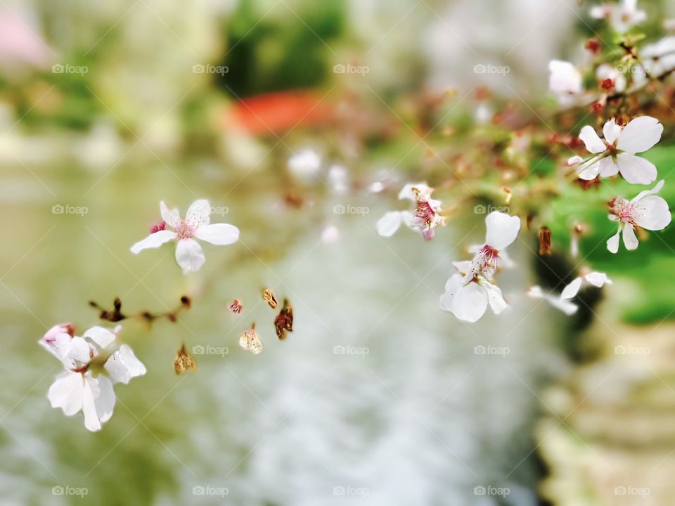 Sakura