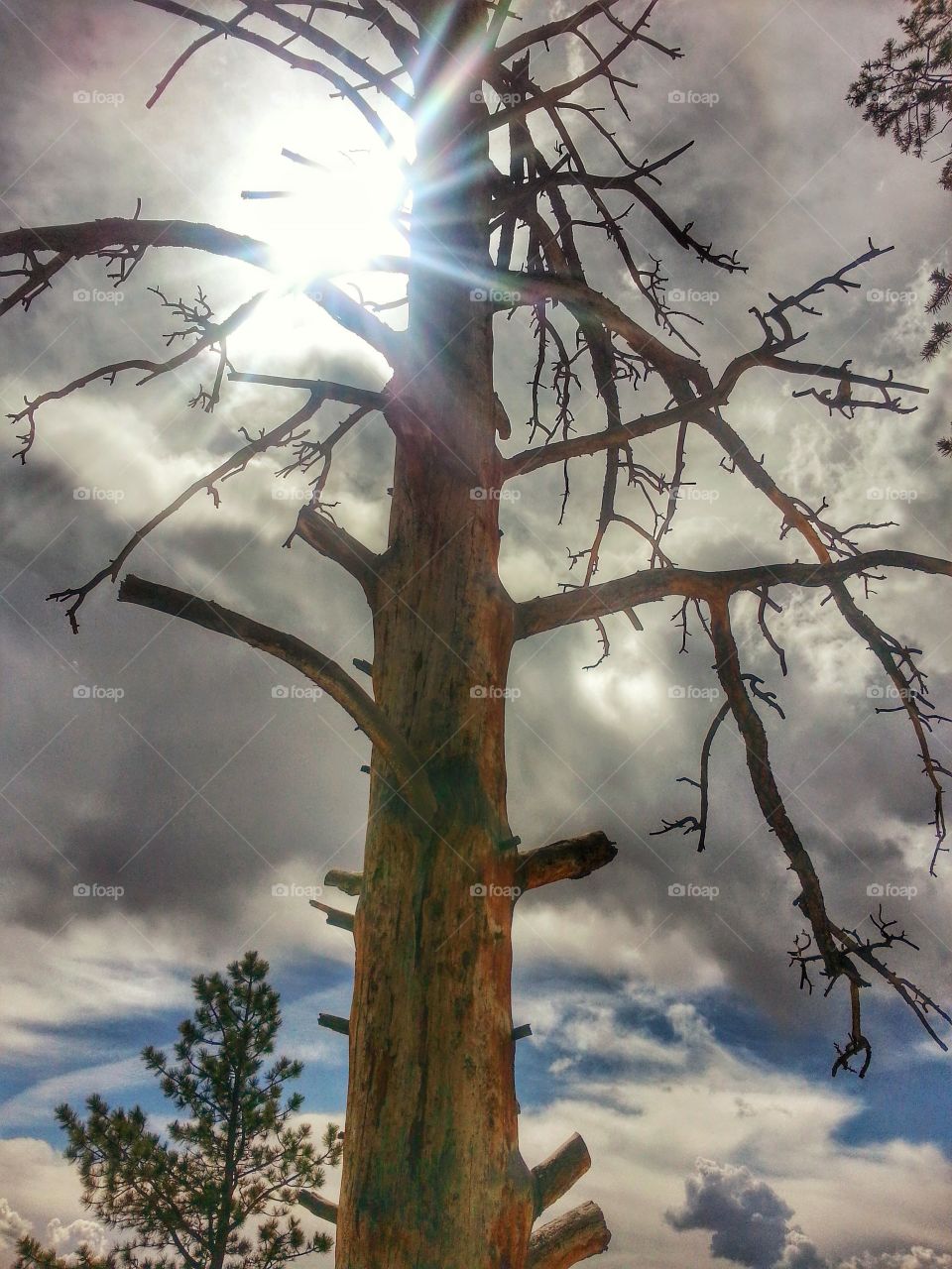 Wisdom Tree. Amazing tree with sun shining through on Chalk Cliffs Buena Vista Colorado