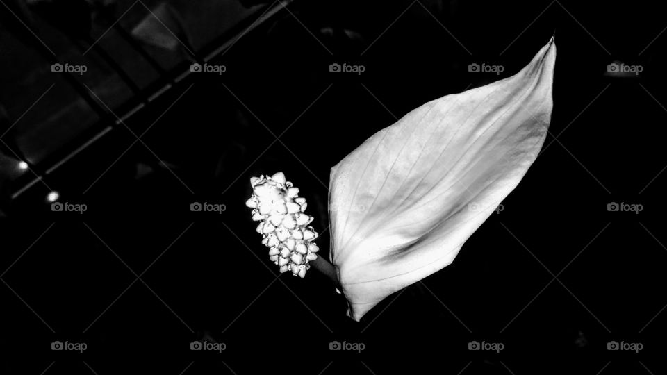 Flower on Monochrome