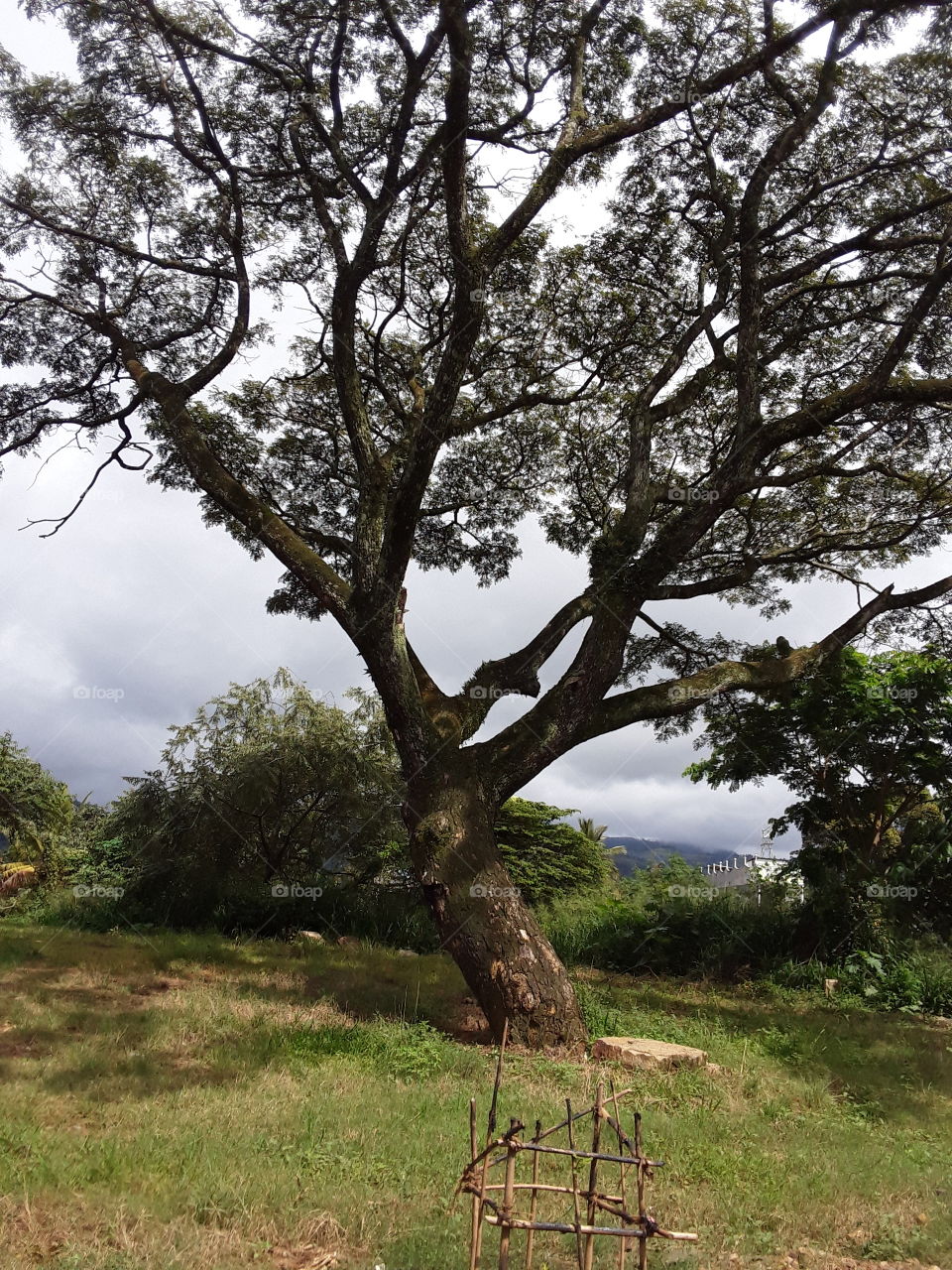 beautiful location in Sri Lanka. this is picture of biggest tree and green colour back ground.