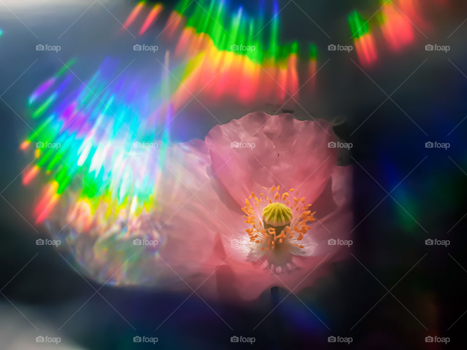 poppy flower and rainbow light