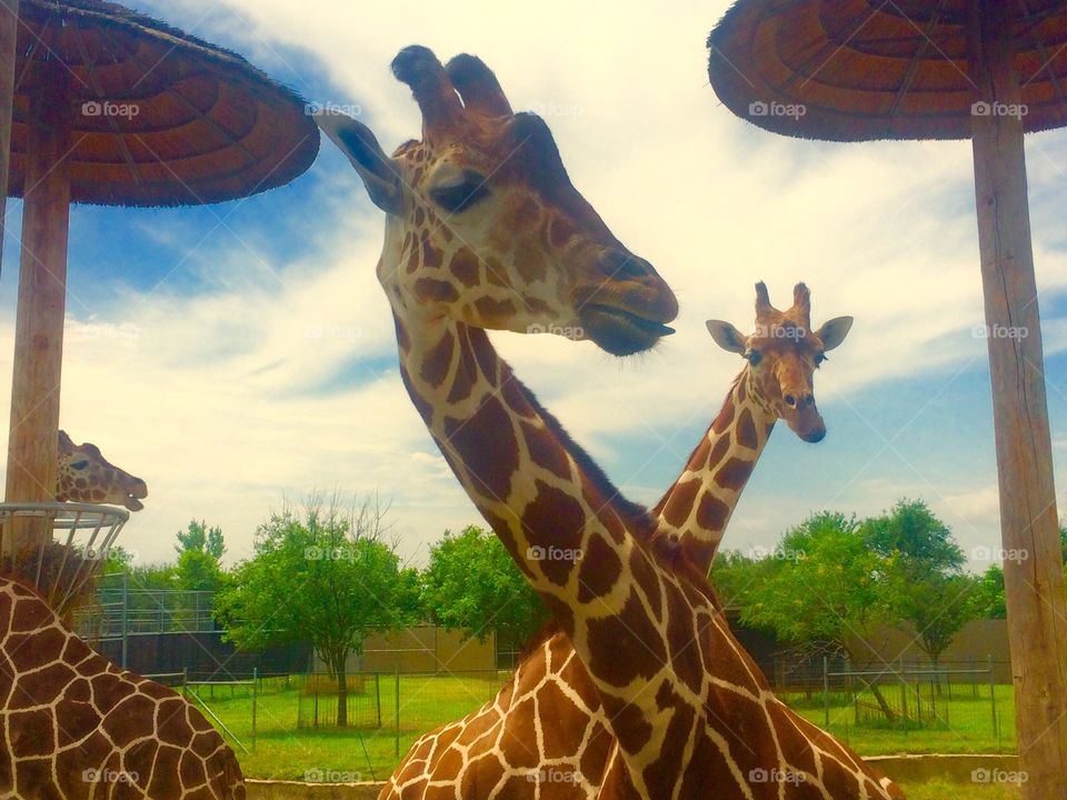 Giraffes at the zoo 