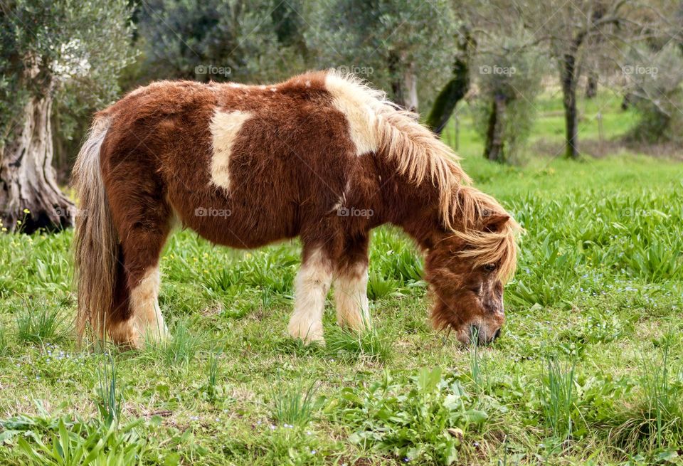 Rusty Rex Shetland pony grazing in green field 