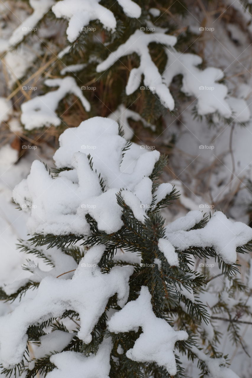 Snowy Branches