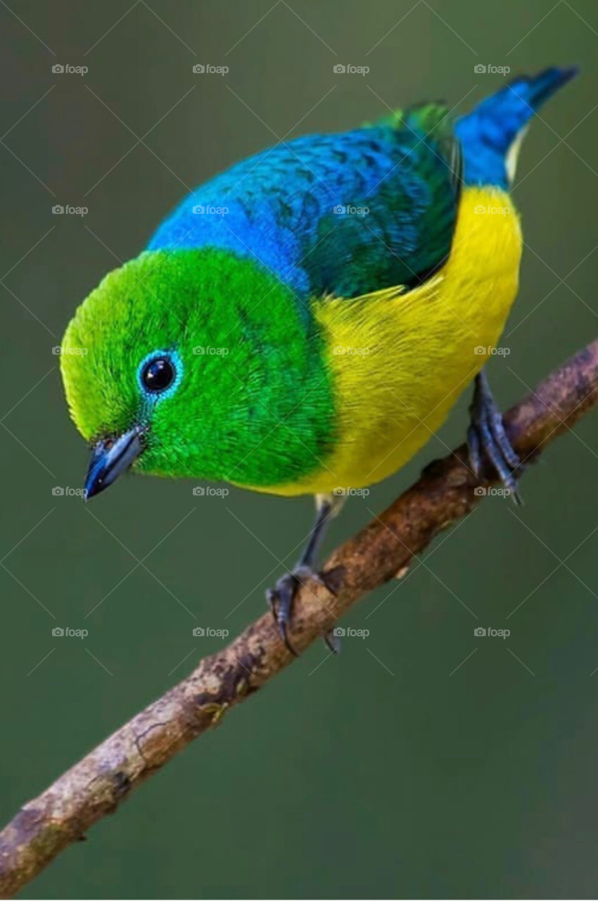 Brazilian bird