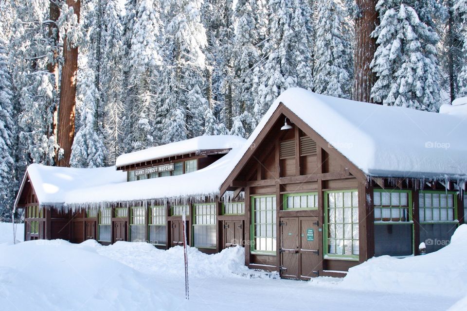 Winter house in sequoia park 