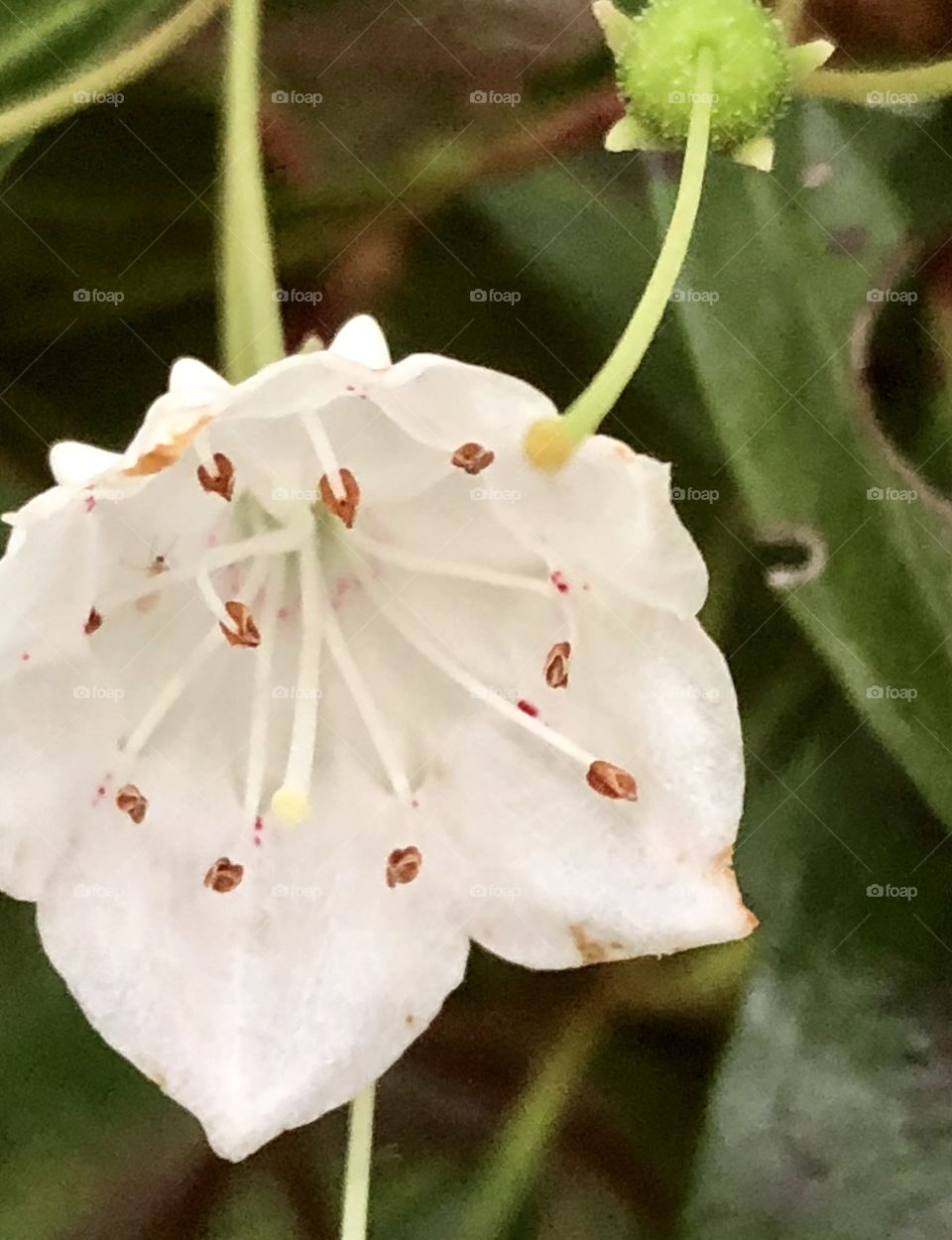 One late and lonely mountain laurel blooms by itself; tiny jewel nearly hidden beneath lush verdant spring growth-