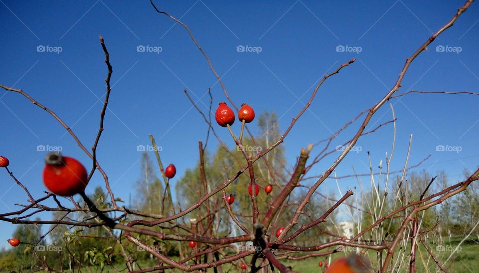 Red rowanberries