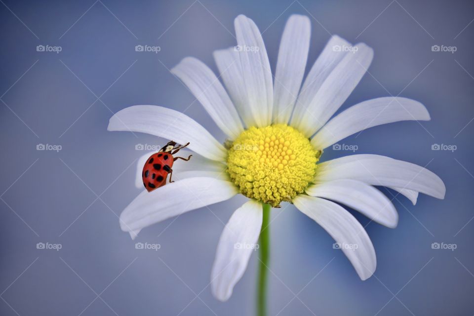 Camomile with ladybug 